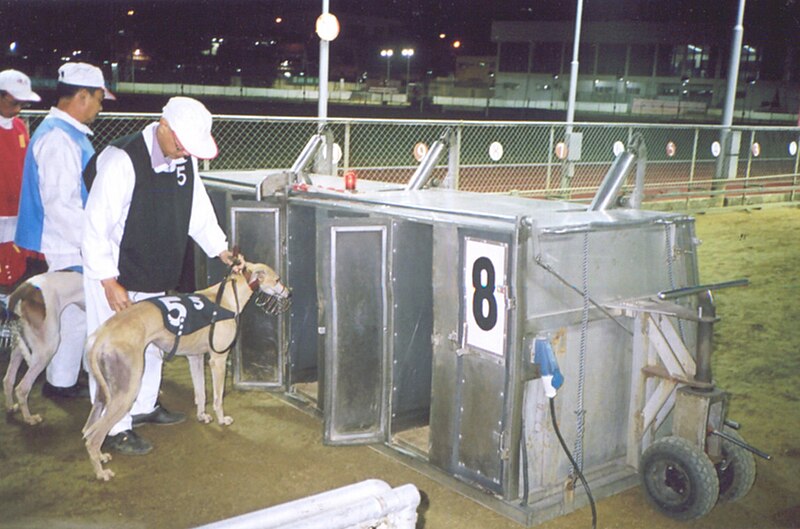 File:Greyhound Dogs entering the trap boxes in the Macau caninodrome(Macau)2005..jpg