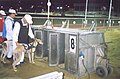 osmwiki:File:Greyhound Dogs entering the trap boxes in the Macau caninodrome(Macau)2005..jpg