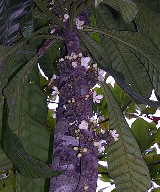 <i>Grias cauliflora</i> Species of flowering plant