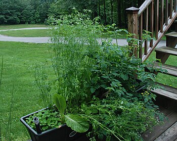 English: Growing your own vegetables in contai...