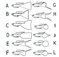 Guppy-standards-grafik.svg