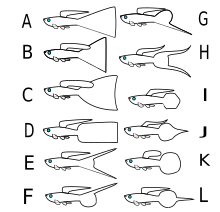 Guppy standards

Large strains:
A - Veil tail
B - Triangle tail
C - Fan tail
D - Flag tail

Sword strains:
E - Double sword
F - Upper sword
G - Lower sword
H - Lyre tail

Short strains:
I - Spade tail
J - Spear tail
K - Round tail
L - Pin tail