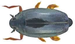 Gyakori keringőbogár (Gyrinus substriatus)