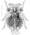 HEMI Peloridiidae Oiophysa distincta 1.png