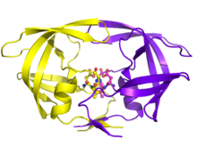 HIV-1 Protease has the classic AspThrGly of Aspartyl Proteases. These amino acids are located at position 25, 26, and 27, and are responsible for the catalytic activity. HIV-1 Protease with Active Site.png