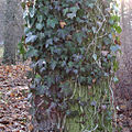 Hedera helix (edera comune)