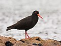 Sooty Oystercatcher (Haematopus fuliginosus), Coles Bay, Tasmania, Australia