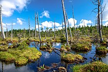 An inland wetland on Graham Island. Haida Gwaii (Queen Charlotte Islands) - Graham Island - (21534557386).jpg