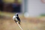 Thumbnail for File:Hairy woodpecker (50365002726).jpg