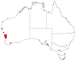 <i>Hakea psilorrhyncha</i> Species of shrub in the family Proteacea native to Western Australia