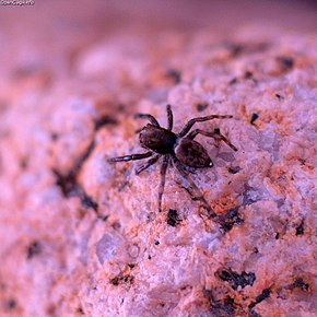 Popis tohoto obrázku, také komentován níže