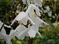 Halesia carolina