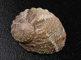 Haliotis Cyclobates