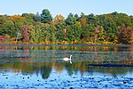 Hammond Pond Reservation