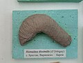 en:Hamulina dissimilis (d'Orbigny), Lower en:Barremian, en:Brestak, (Coll. St. Breskovski) at the en:Sofia University "St. Kliment Ohridski" Museum of Paleontology and Historical Geology