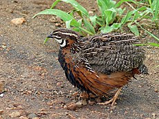 Harlequin Quail (Coturnix delegorguei) (6035291347).jpg