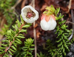 땅석남(H. stelleriana)