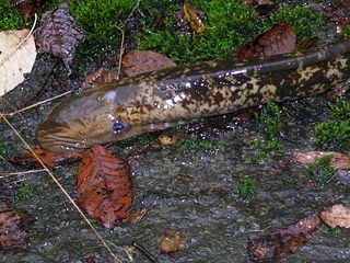 <span class="mw-page-title-main">Cyclostomi</span> Superclass of jawless fishes