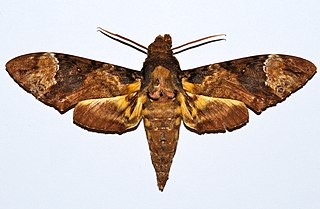 <i>Coelonia</i> Genus of moths