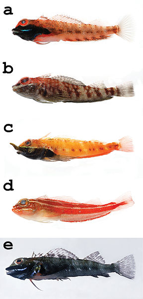 File:Helcogramma species - H. fuscipectoris, H. inclinata, H. rhinoceros, H. striata, H. trigloides.jpeg