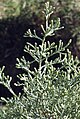 Ozothamnus hookeri