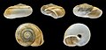 * Nomination Shell of a Greek land snail, Helicigona subzonata --Llez 05:31, 13 May 2019 (UTC) * Promotion  Support Good quality. --Manfred Kuzel 05:37, 13 May 2019 (UTC)  Support Good quality. --George Chernilevsky 05:37, 13 May 2019 (UTC)