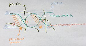 Hemicellulose