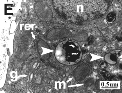 Aparell de Golgi (g), reticle endoplàsmic rugós (rer)