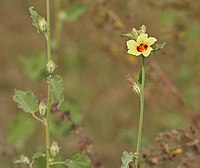 Hibiscus panduriformis