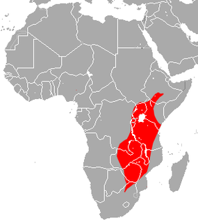 Hildebrandts horseshoe bat Species of bat