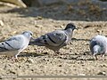 Hill Pigeons (Columba rupestris) & a Rock Dove (Columba livia), Gojal, Gilgit-Baltistan, Pakistan (46557702732).jpg