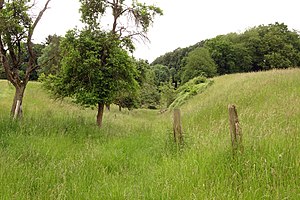 Hohl "Gaulsgräben", ravine through meadows in the north