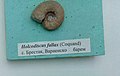 en:Holcodiscus fallax (Coquand) en:Barremian, en:Brestak, Cr1 439 (Coll. St. Breskovski) at the en:Sofia University "St. Kliment Ohridski" Museum of Paleontology and Historical Geology
