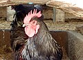 Black cockerel in Home Farm