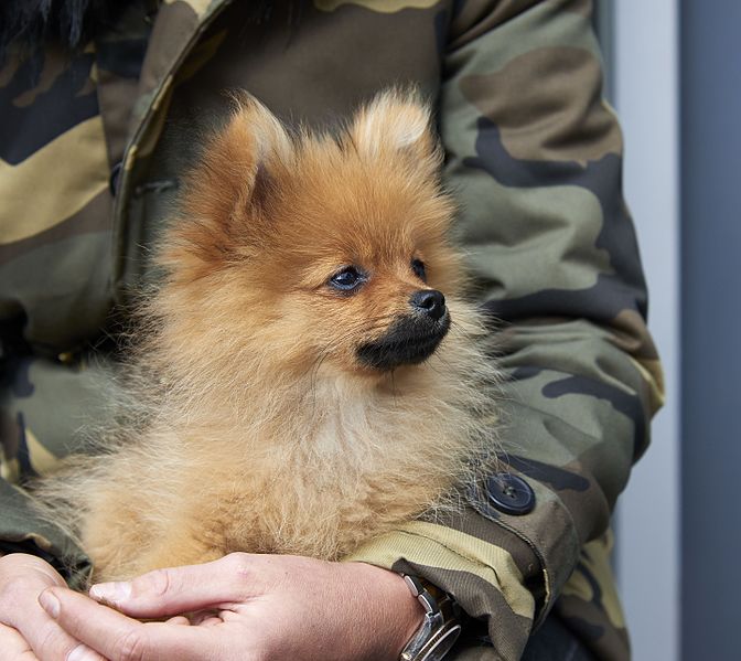 File:Hond op schoot B.jpg