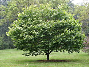 Описание изображения Граб Клен Acer carpinifolium Tree 3264px.jpg.