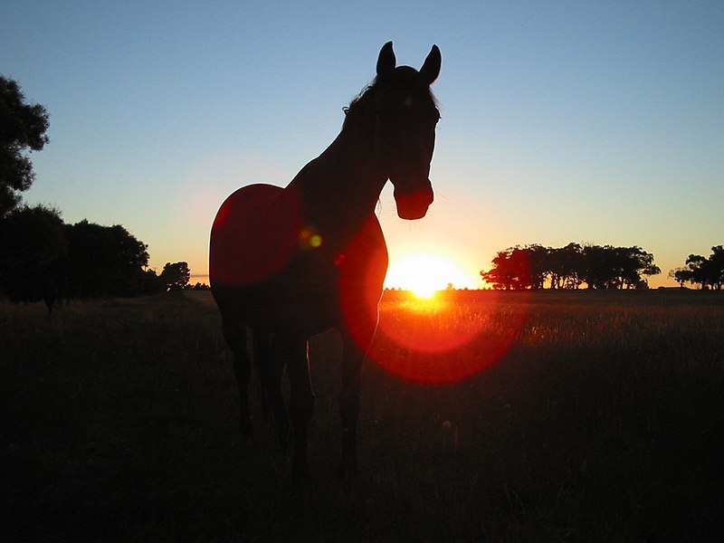 File:Horse Against A South Gisborne Sunrise.jpg