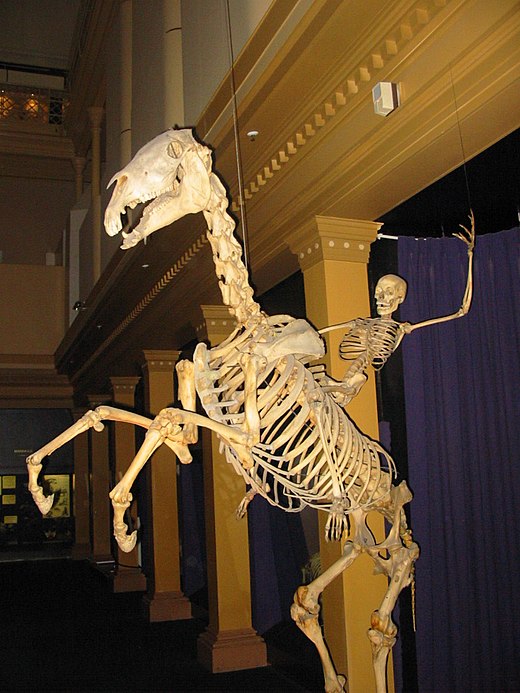Skeletten van een paard en een mens
