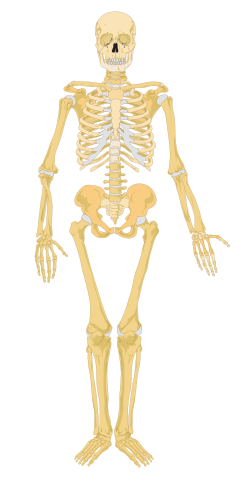 File:Human skeleton front - no labels.svg - Wikimedia Commons