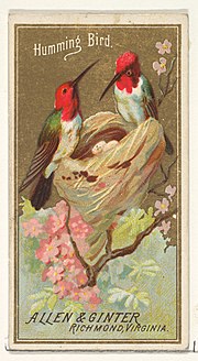 Thumbnail for File:Hummingbird, from the Birds of America series (N4) for Allen &amp; Ginter Cigarettes Brands MET DP828763.jpg