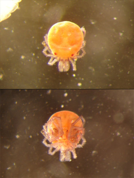 File:Hydrachnidia.jpg