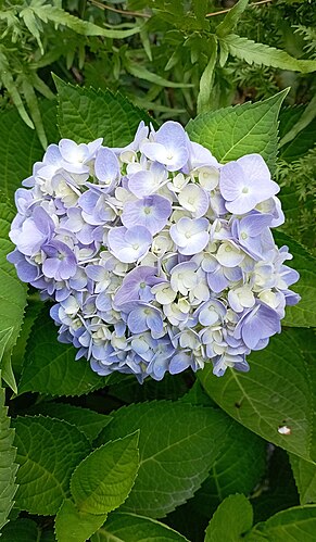 Hydrangea macrophylla in Cooch Behar, West Bengal