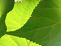Hydrangea arborescens leaf.jpg