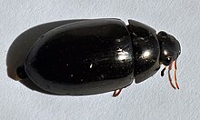 Hydrochara obtusata 4.jpg