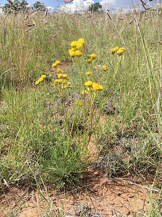 <i>Hymenopappus mexicanus</i> Species of flowering plant