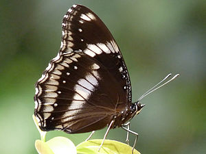 Hypolimnas bolina (Great Eggfly), male