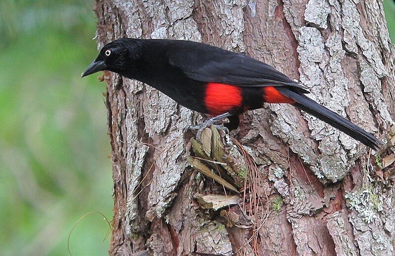 File:Hypopyrrhus pyrohypogaster Cacique candela Red-bellied Grackle (13724950754).jpg