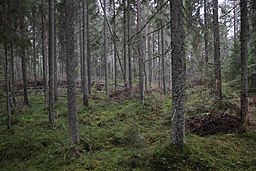 Hyypiökallio, Liesjärven kansallispuisto, Tammela, 15.11.2014 (2)