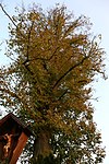 Sommerlinde (Tilia platyphyllos)