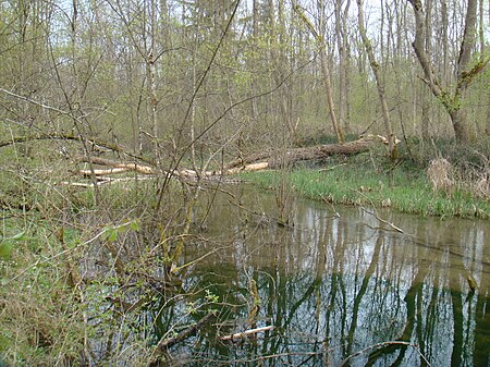 Illerauwald bei Au